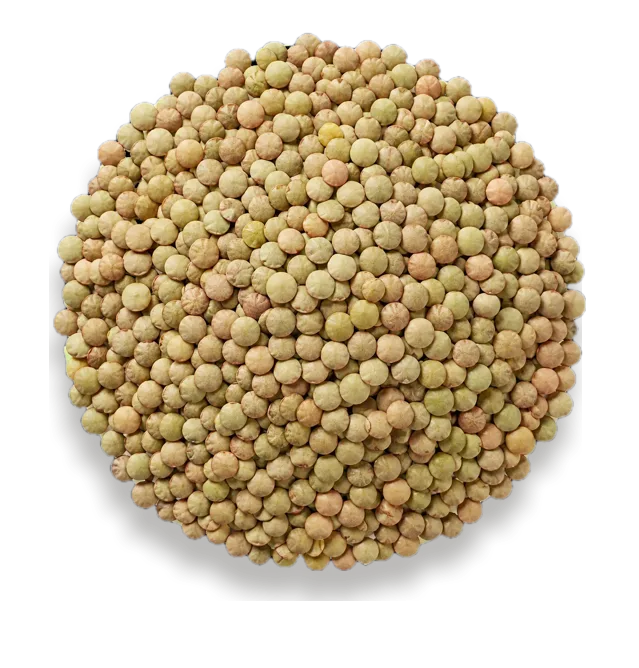 Green Lentils